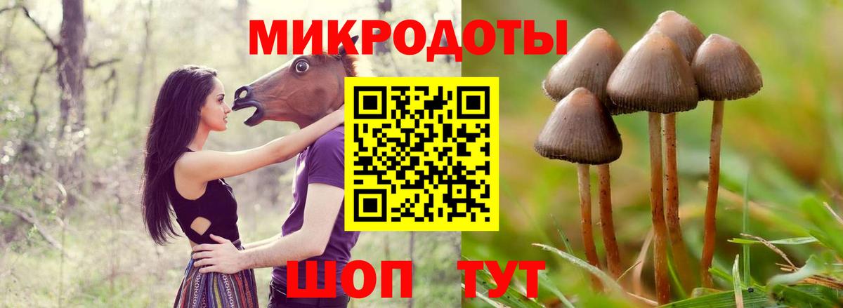 Псилоцибиновые грибы Psilocybe Первоуральск